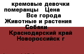 кремовые девочки померанцы › Цена ­ 30 000 - Все города Животные и растения » Собаки   . Краснодарский край,Новороссийск г.